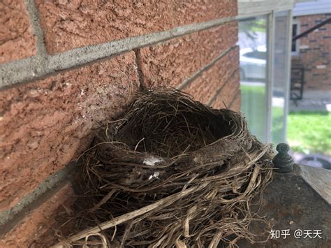 鸟在家门口筑巢